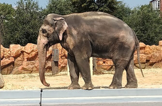 Харківський зоопарк: відкрийте дивовижний світ тварин